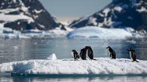 Pinguim da Antartida