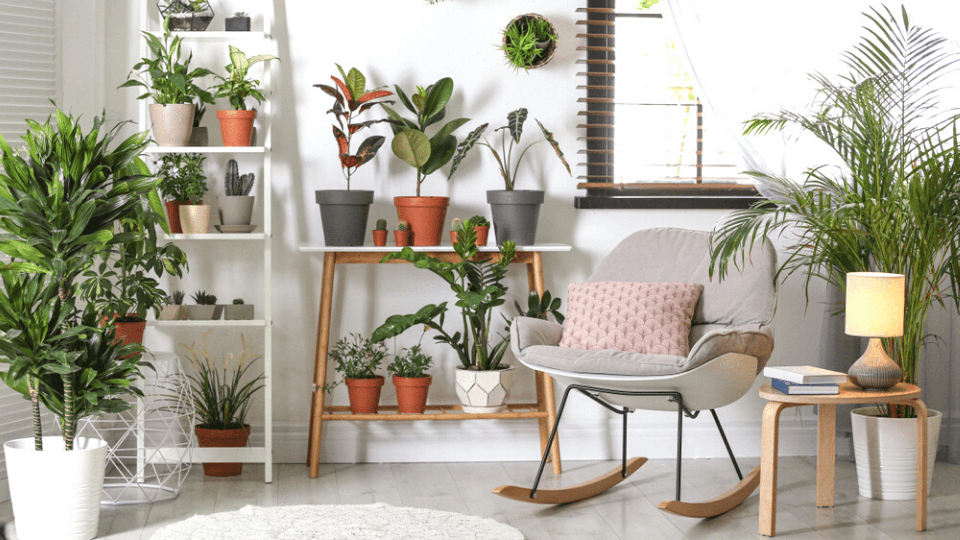 Plantas
