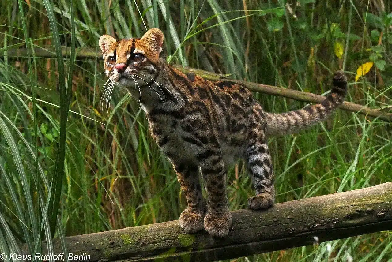 Felino