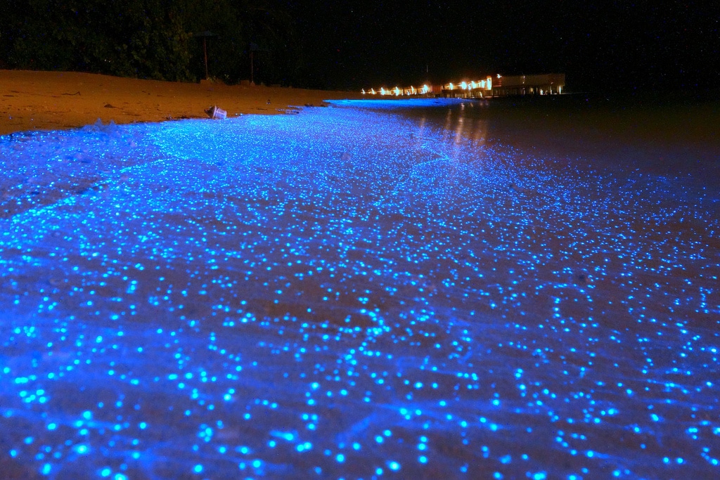 Oceano plancton