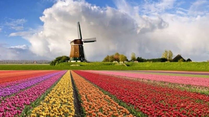 campo de flores em holambra