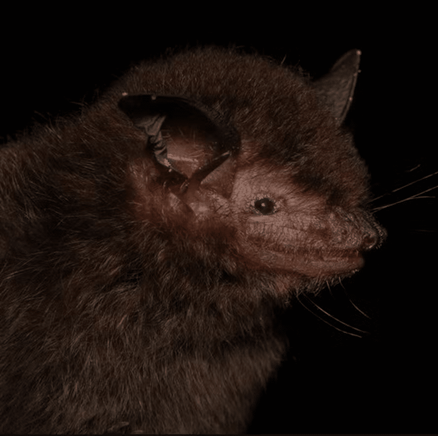 Novo morcego descoberto no Brasil pesa 6 gramas, mas é assustador 2 image 48