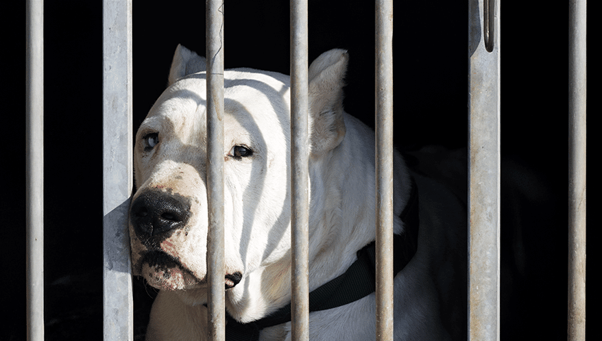pitbulls